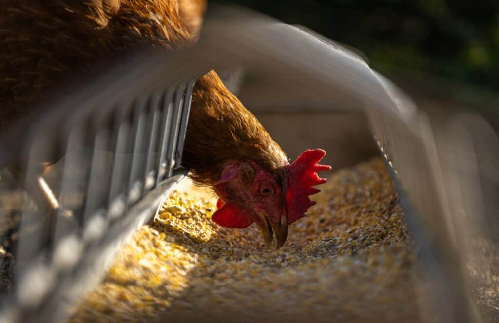 Chicken Nutrition Pellets vs Crumble Farm Apt