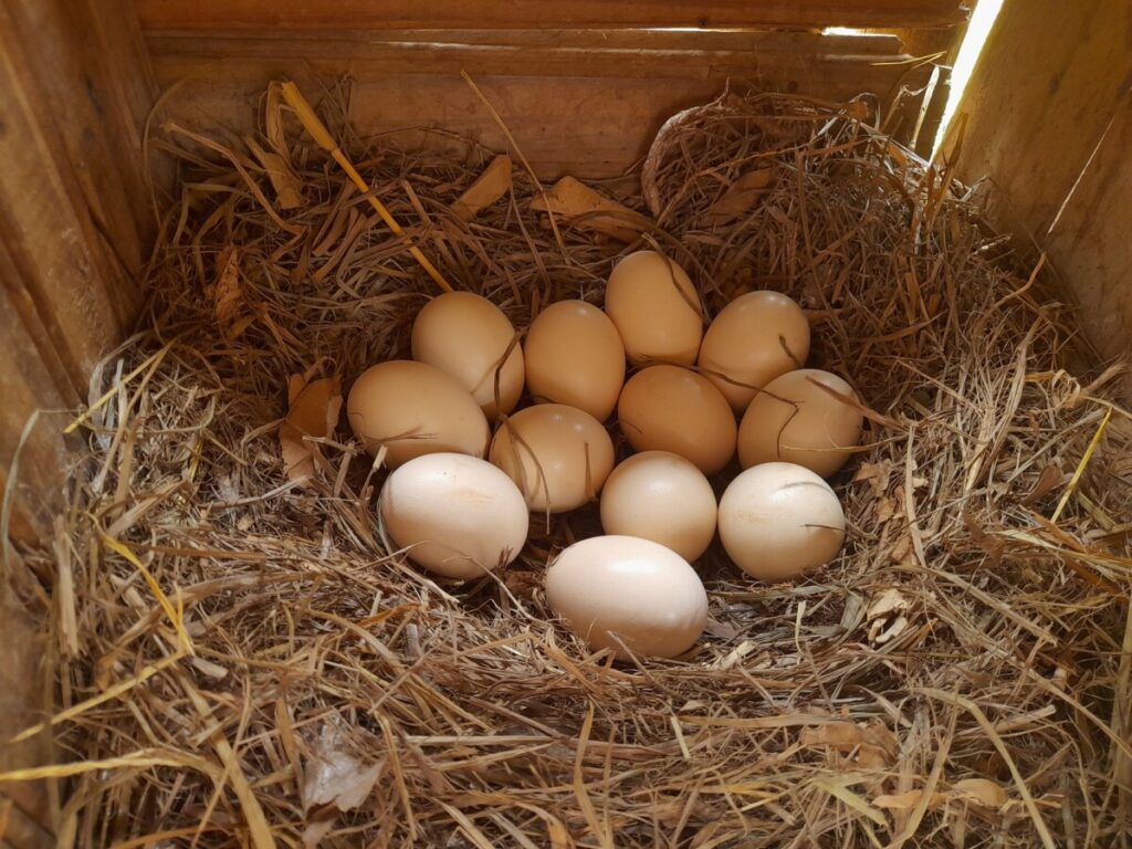 The Boschveld Chicken A Resilient Breed For Backyard Farms Farm Apt