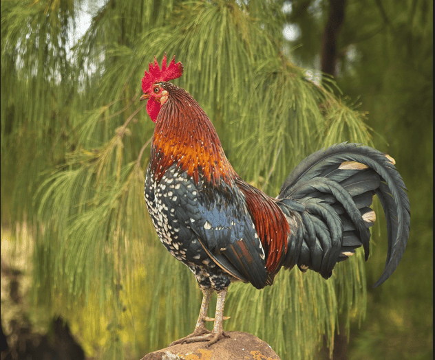 The Boschveld Chicken A Resilient Breed For Backyard Farms Farm Apt