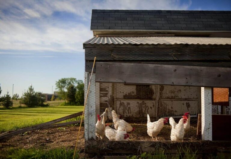 The Boschveld Chicken A Resilient Breed For Backyard Farms Farm Apt